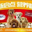 新启点宠物