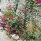 🌺 🌺 永不改变🌺 🌺