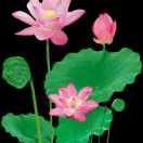 兰花草
