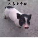 满月小猪（钱西）