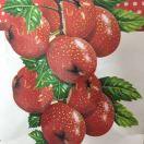 👠粉色之恋💍