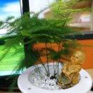 成长的苹果树