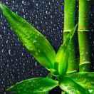 ♚   大朋友   ♚