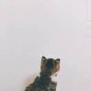 那些特立独行的猪