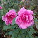 骑着蚂蚁看世界