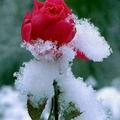 冰雪玫瑰
