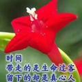 傲雪寒梅80776