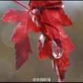 傲雪寒梅8653
