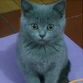 蓝猫 太子