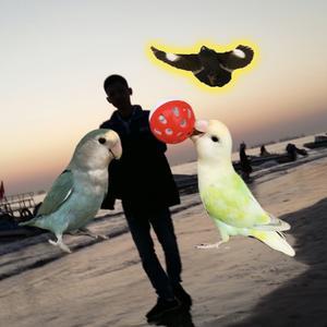 手机用户61531071221