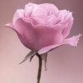 🌸💞红💞🌸