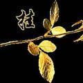 春风十里不如你