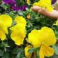 醉卧花丛