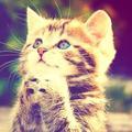 猫_爷🌈🌈🌈
