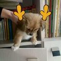 薰衣草LYq