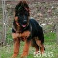 鬼才之眼