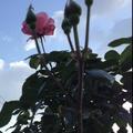 你的微笑搜不到_226250891