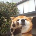 会跑的葡萄糖