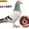 鸽子的生活知行合一行胜于言_