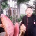 微山湖全鱼宴