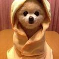 杰