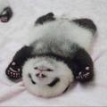 泰美辣