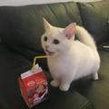 miubou之类的东东