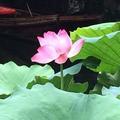 海苔娟子