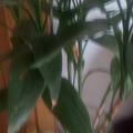 梦想成真963258