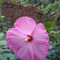茉莉花
