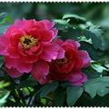 葫芦套五小福→春暖花开