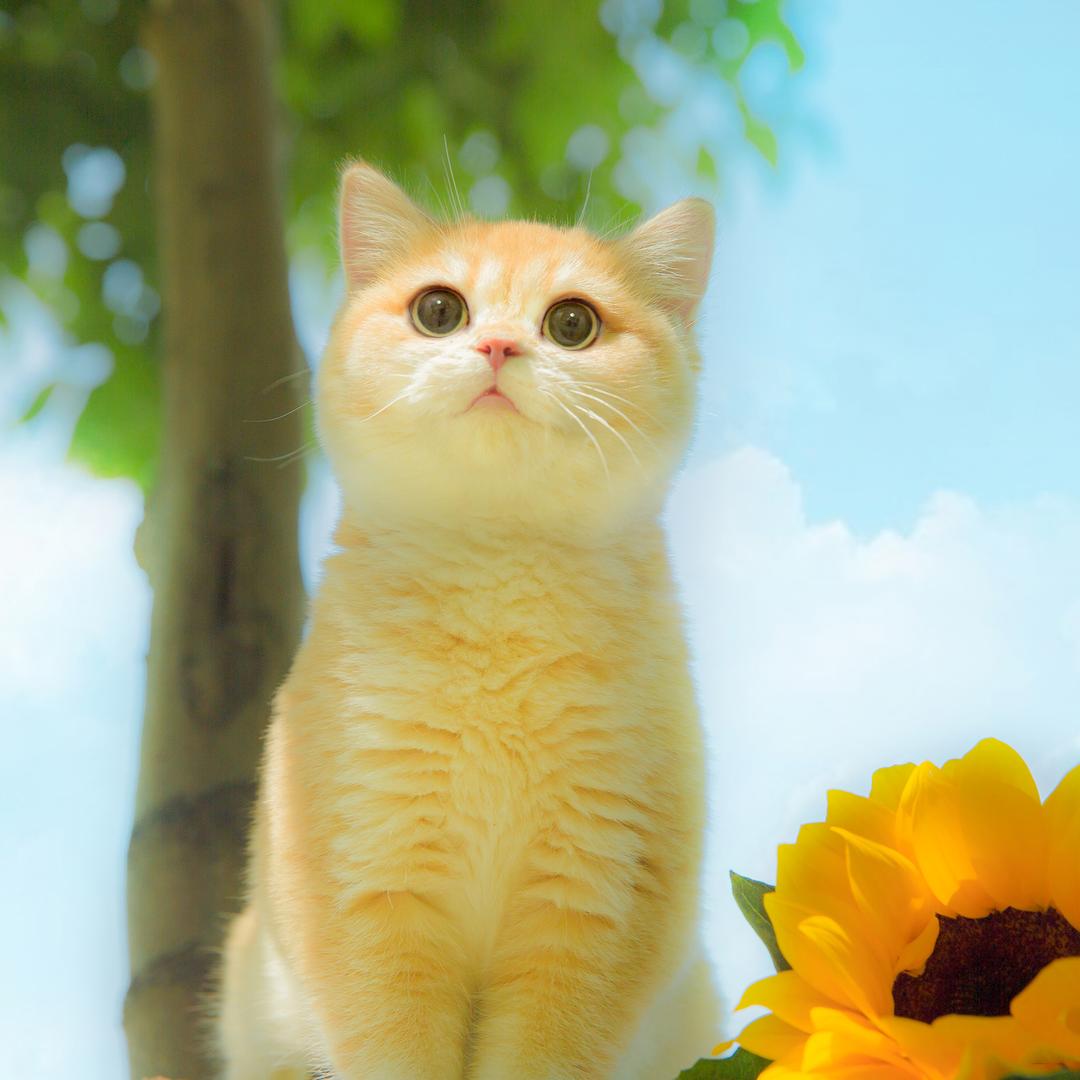 山二三