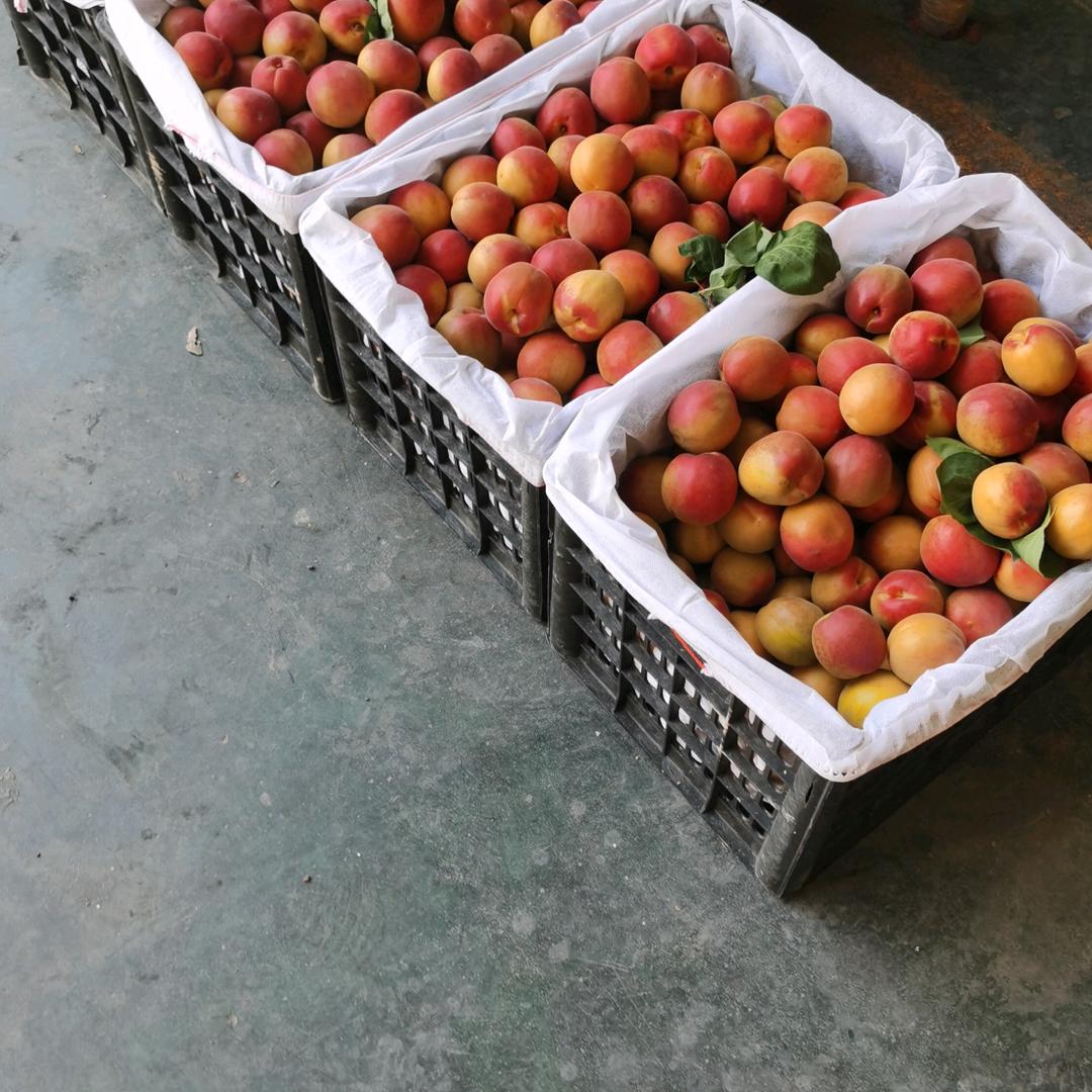 豆角