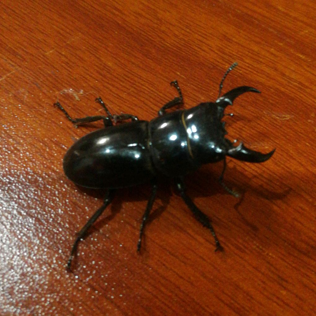 九哥