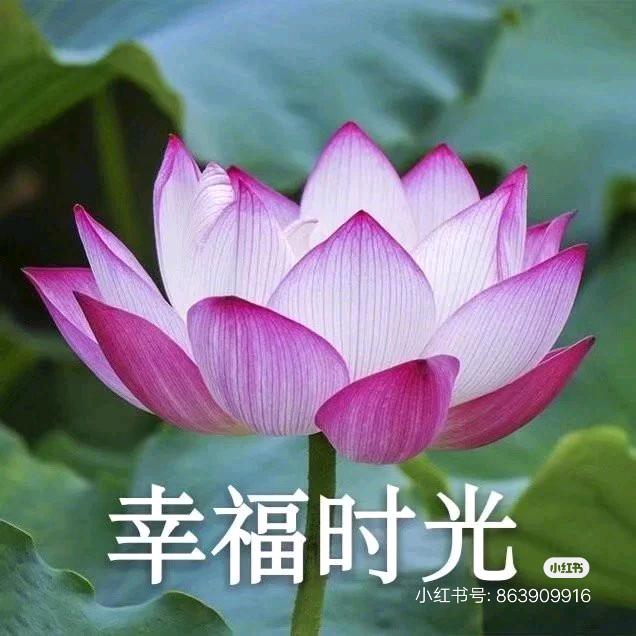 阳光灿烂🌸