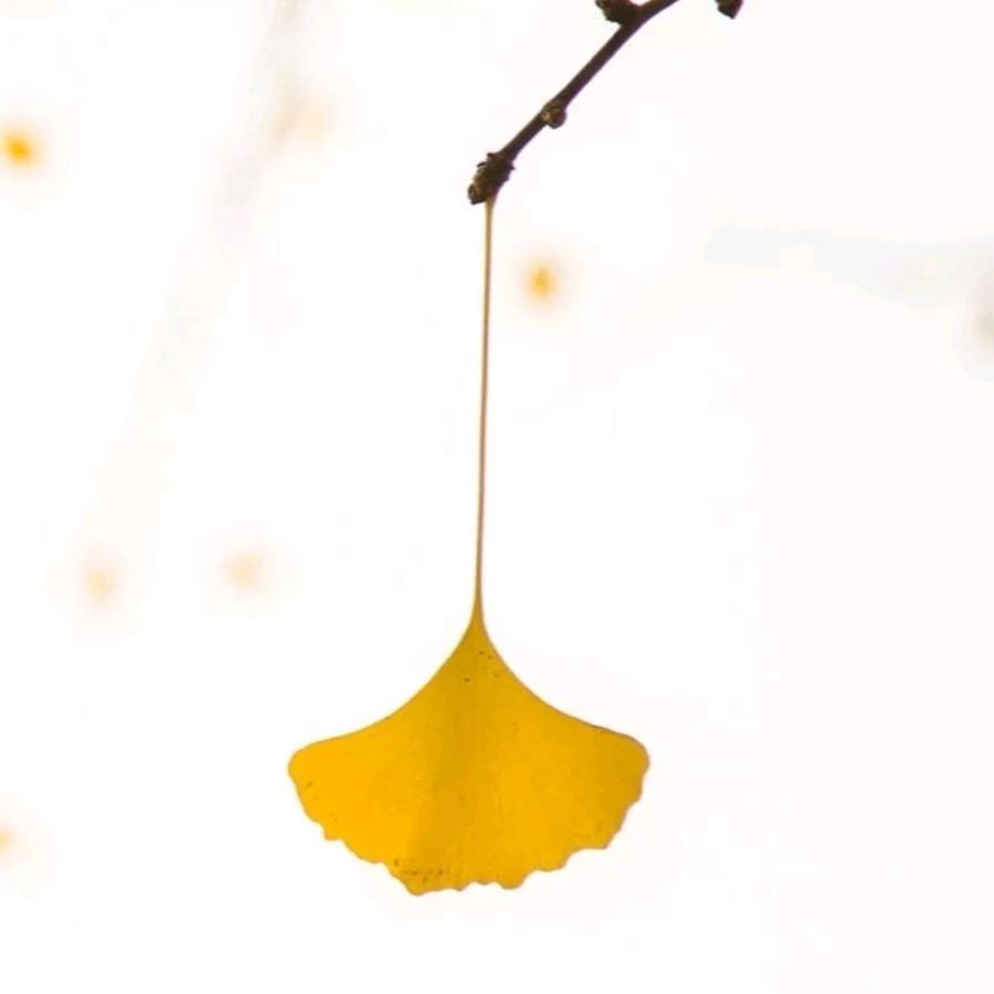 骑着蜗牛看世界🍀