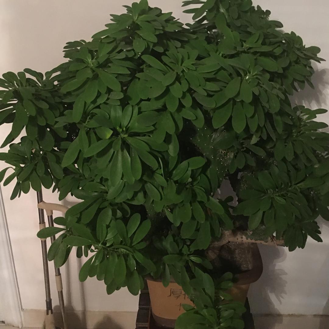 天下英雄