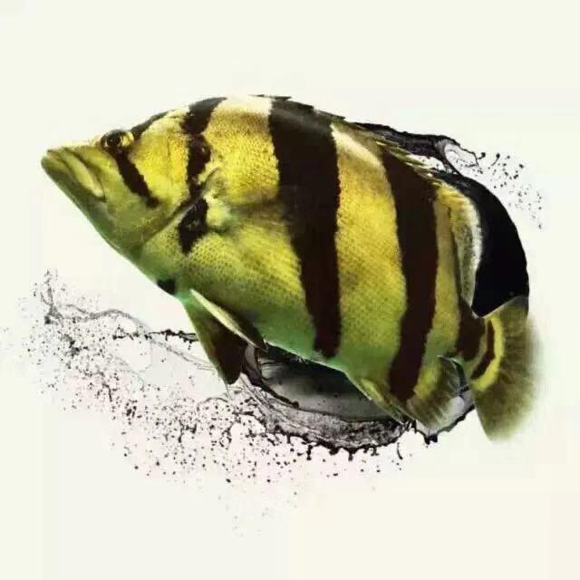 浩翔水族