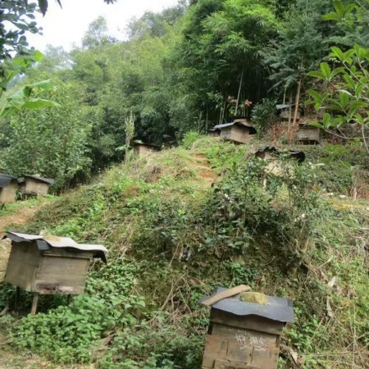 金秀专业养蜂合作社