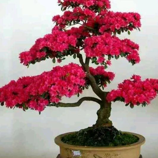 芙蓉