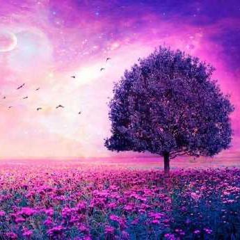 樱花🌸