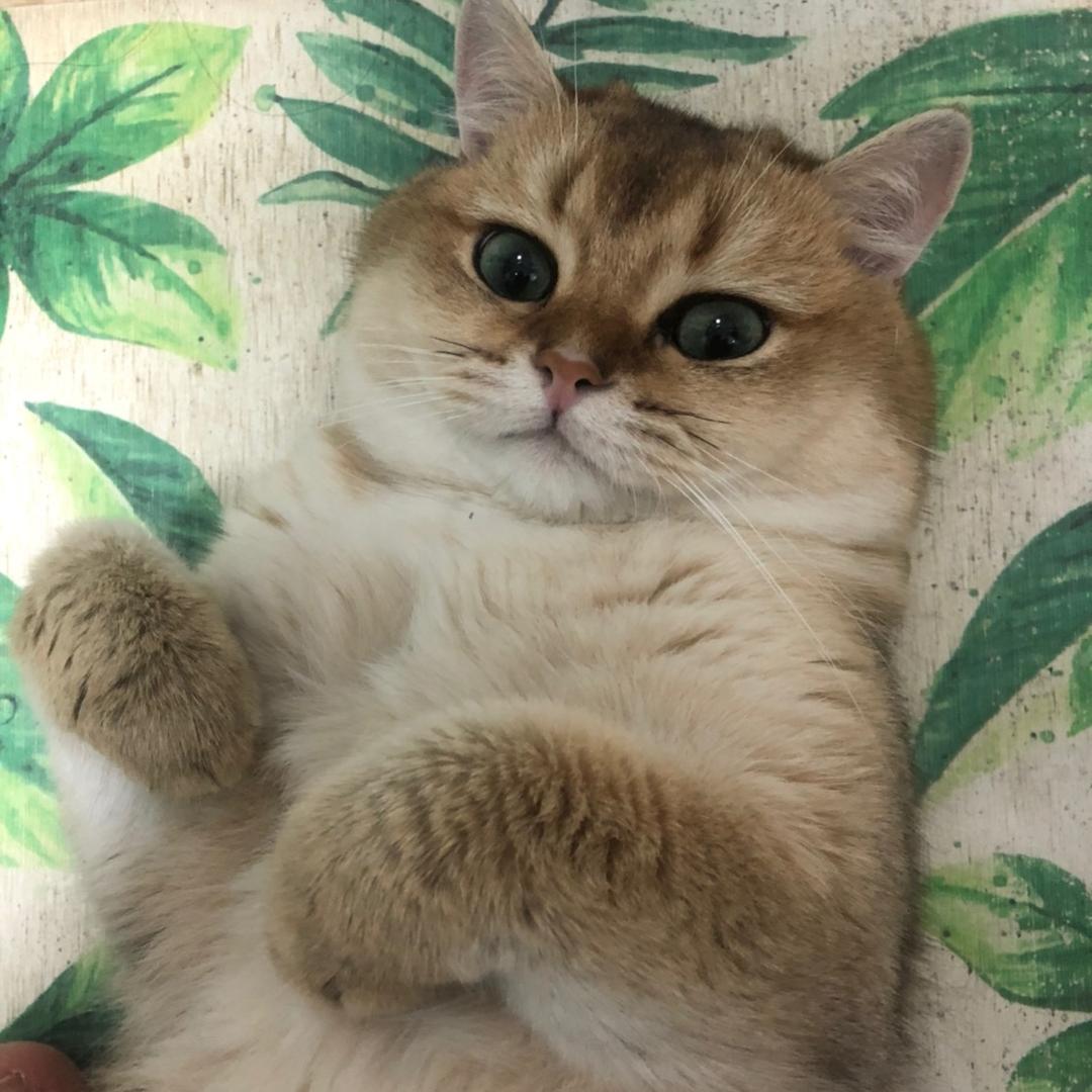 蔓越莓慕斯喵喵喵头像