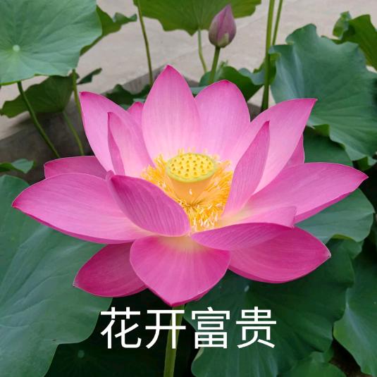 生芸