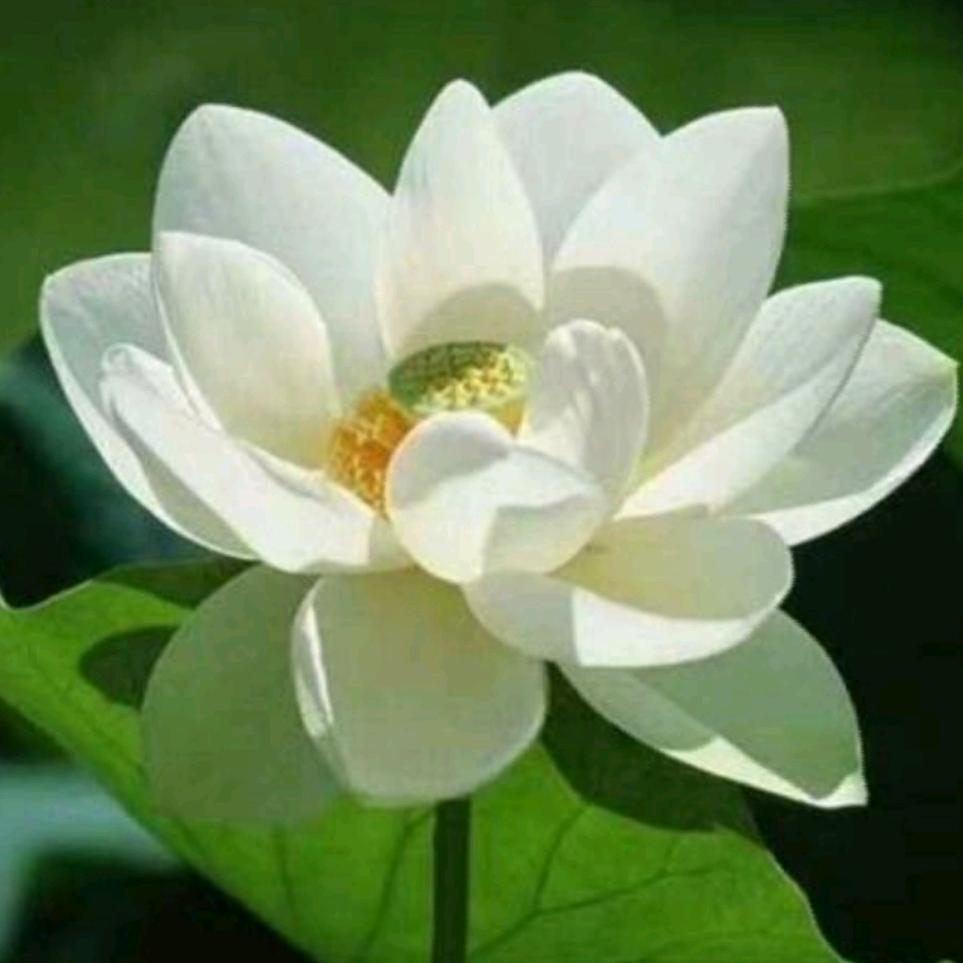 胡姐（5O后）