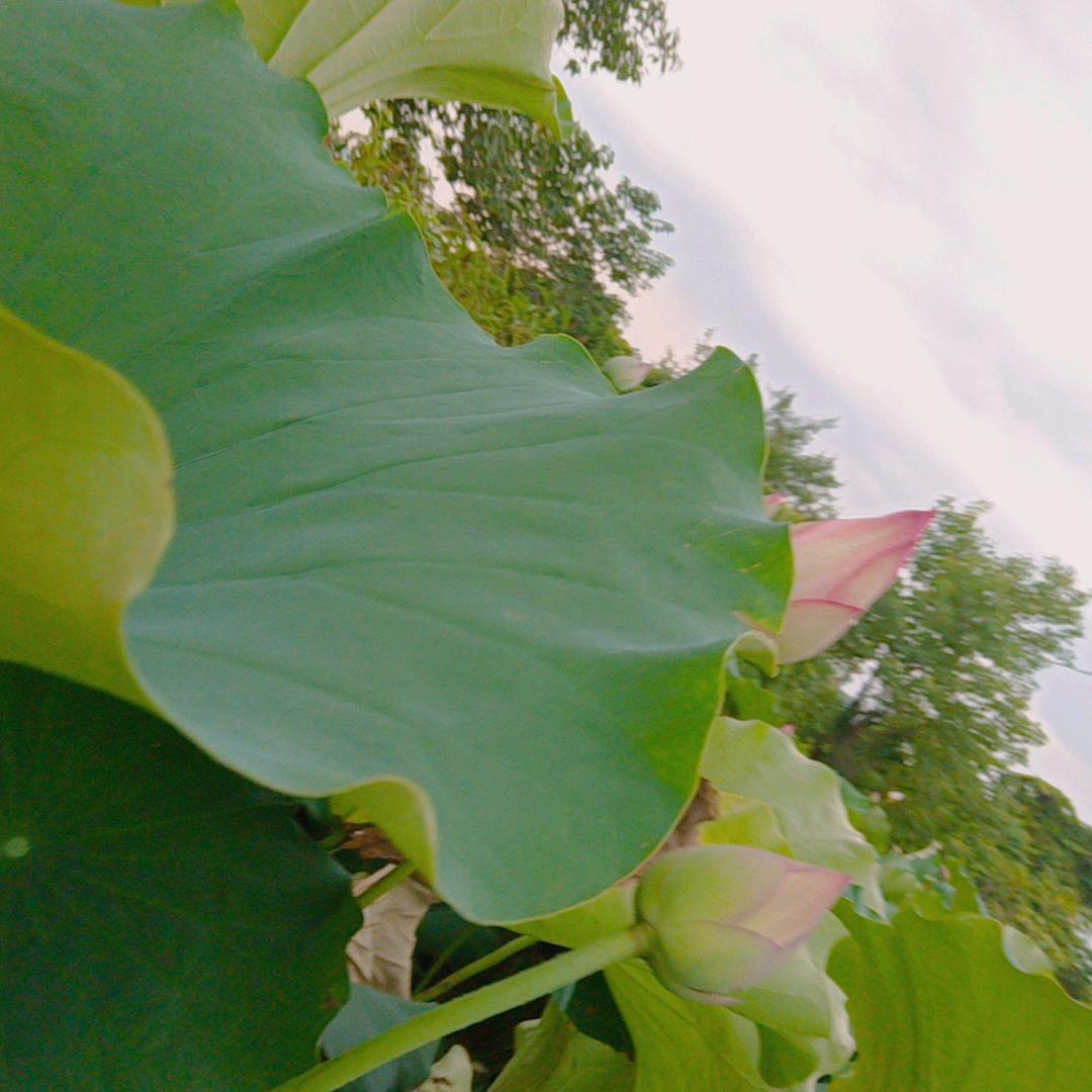 美丽的草原