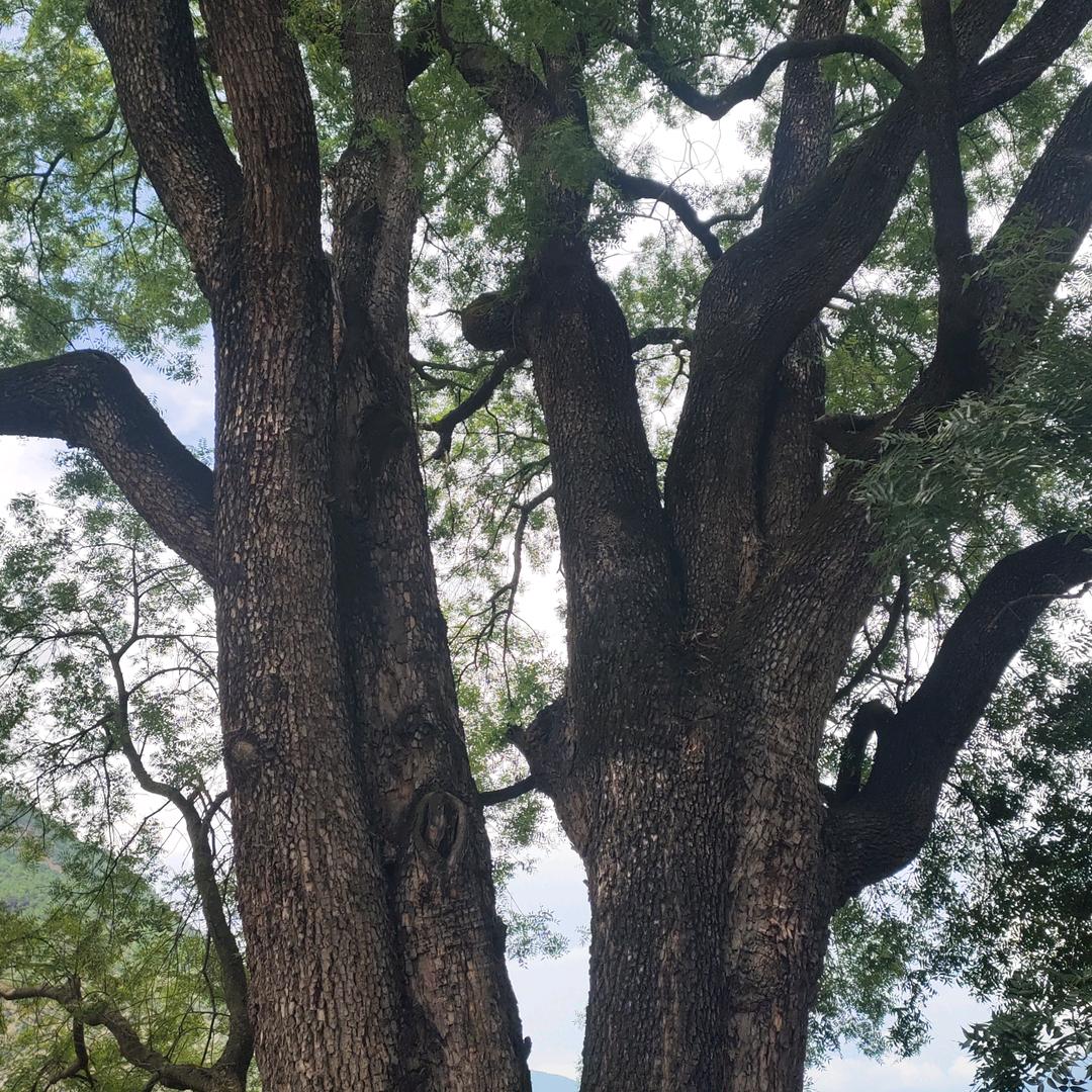 春风吹又生