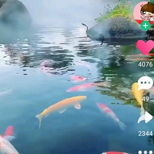 良哥