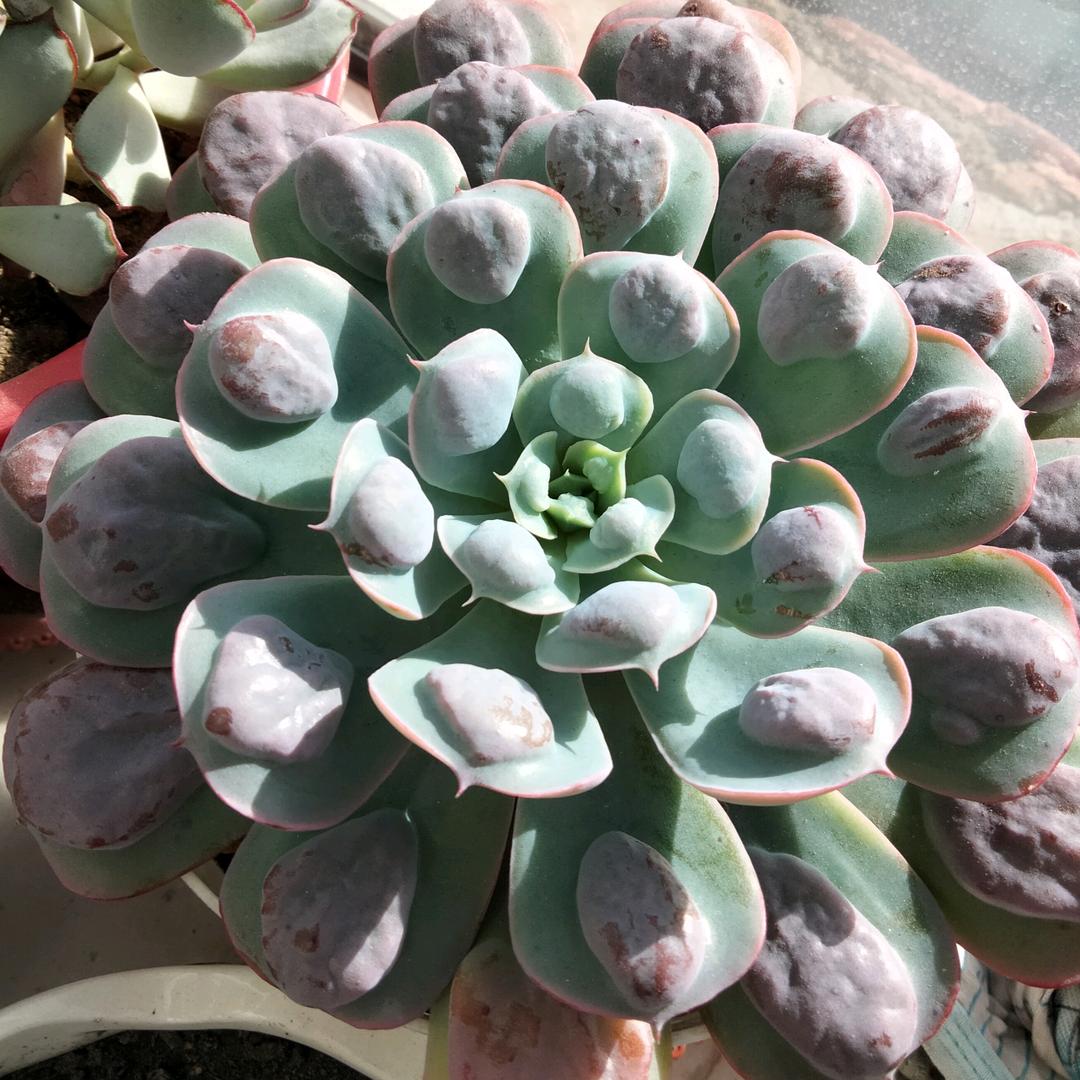 穆