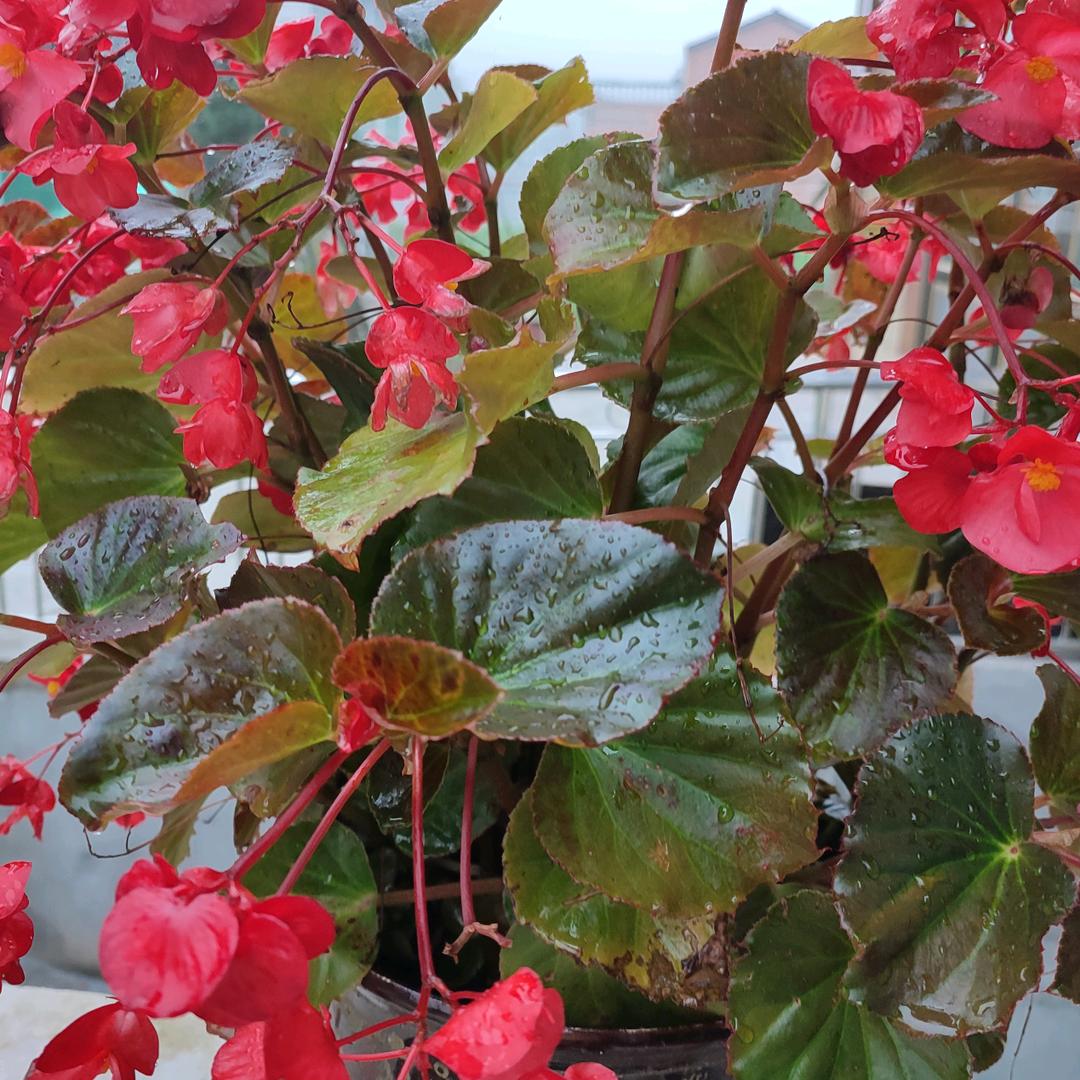 明天更美好🌺🌺🌺