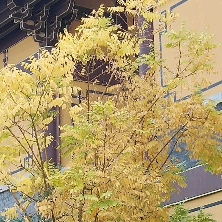 凌汀…